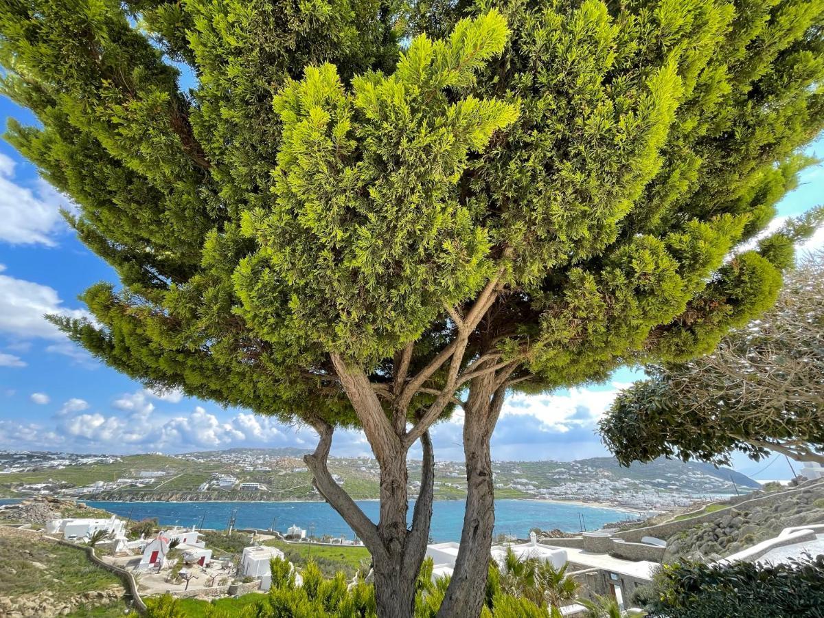 Yalos Mykonos Ornos Pouli Private Apartments W Shared Swimming Pool Mykonos Town Экстерьер фото